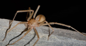 Foto: Hubert Höfer / SMNK