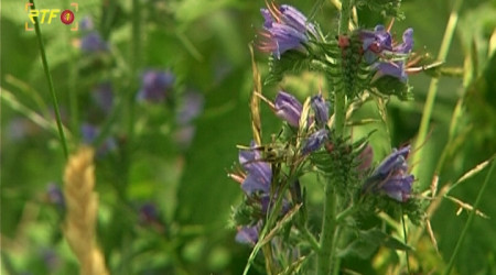 Biosph&auml;rengebiet Schw&auml;bische Alb (Quelle: BWeins)
