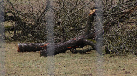 Gef&auml;llter Streuobstbaum (Quelle: BWeins)