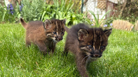 Goldkatzen-Nachwuchs (Quelle: Zoo Heidelberg)