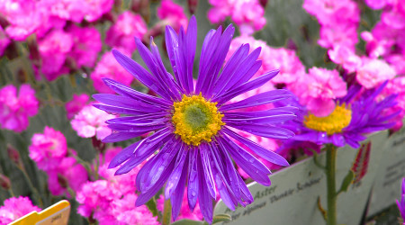 GardenLife 2026 (Quelle: BWeins)